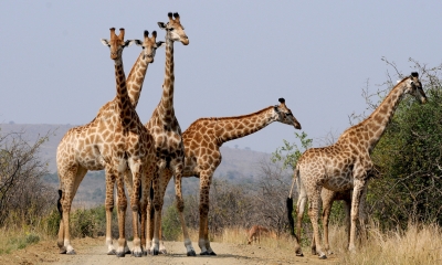 Anno-scolastico-all-estero-sudafrica-6